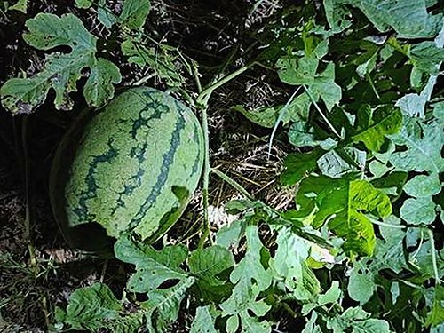 五位女星背后的娱乐故事与反差视频热议